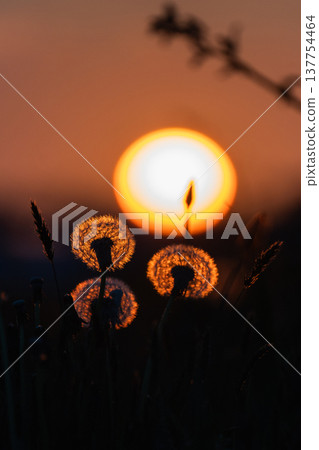 夕陽西下，天空飄落，蒲公英的絨毛飄散。 137754464