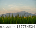 [A landscape of Shonai with rice paddies] Rice plants, power lines, and Mount Chokai 137754524