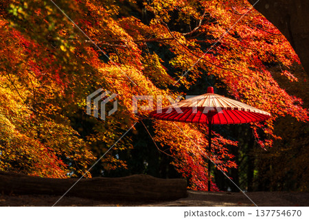 長崎縣雲仙市的秋天：三郎園的秋葉 137754670