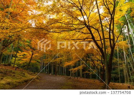 長崎縣雲仙市的秋天：三郎園的秋葉 137754708