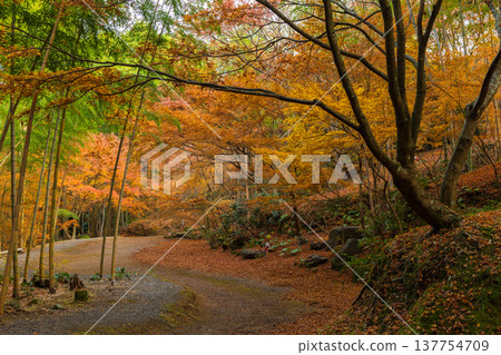 長崎縣雲仙市的秋天：三郎園的秋葉 137754709