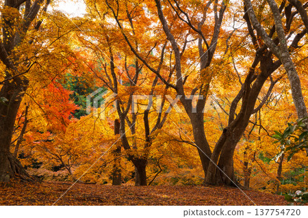 Autumn in Unzen City, Nagasaki Prefecture: The autumn leaves at Sanjuroen Garden 137754720
