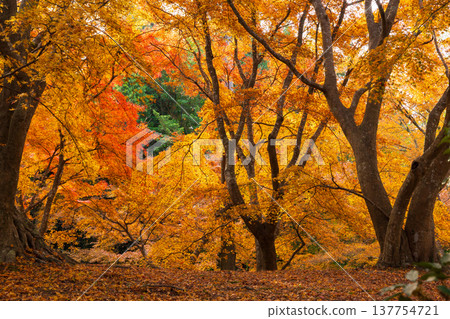 Autumn in Unzen City, Nagasaki Prefecture: The autumn leaves at Sanjuroen Garden Autumn in Unzen City, Nagasaki Prefecture: The autumn leaves at Sanjuroen Garden 137754721