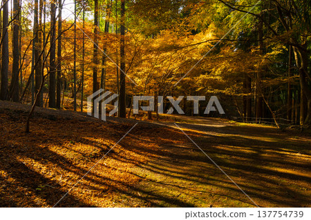 Autumn in Unzen City, Nagasaki Prefecture: The autumn leaves at Sanjuroen Garden Autumn in Unzen City, Nagasaki Prefecture: The autumn leaves at Sanjuroen Garden 137754739