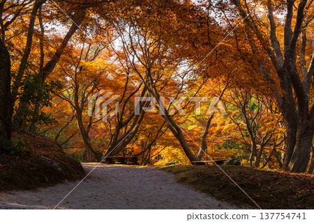 Autumn in Unzen City, Nagasaki Prefecture: The autumn leaves at Sanjuroen Garden Autumn in Unzen City, Nagasaki Prefecture: The autumn leaves at Sanjuroen Garden 137754741