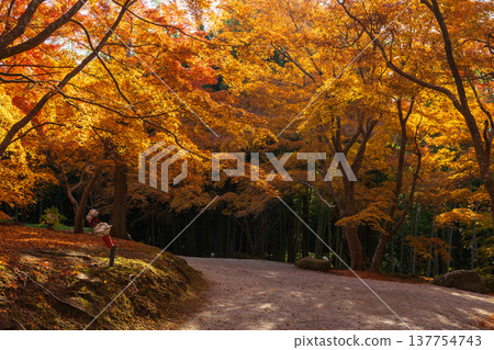 Autumn in Unzen City, Nagasaki Prefecture: The autumn leaves at Sanjuroen Garden 137754743