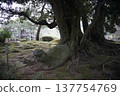 Moss-covered ground and the roots of large trees 137754769