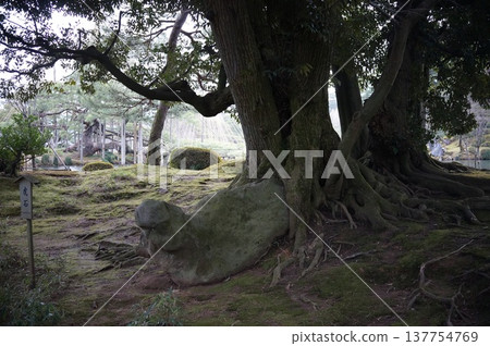 Moss-covered ground and the roots of large trees Moss-covered ground and the roots of large trees 137754769