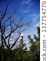 Winter blue sky and tree branches 137754770