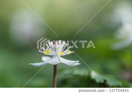 Close-up of a Coptis japonica flower 137754841
