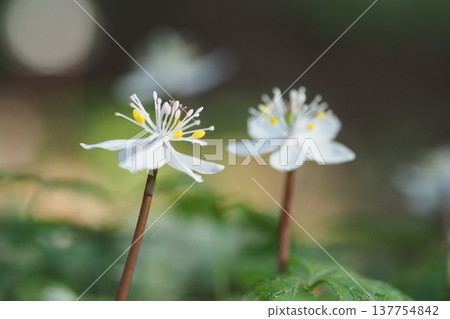 黃連花的特寫 黃連花的特寫 137754842