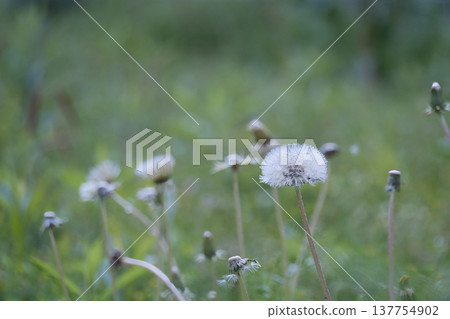 白色蒲公英絨毛 白色蒲公英絨毛 137754902