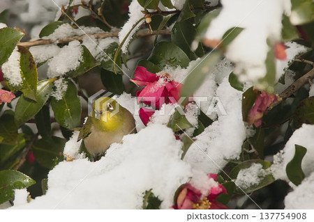 白眼鳥在雪地裡玩耍 白眼鳥在雪地裡玩耍 137754908
