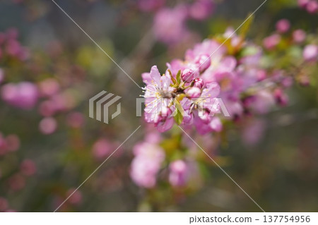 Okayama Castle Flowers Okayama Castle Flowers 137754956