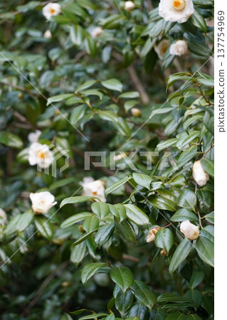 Okayama Castle Flowers Okayama Castle Flowers 137754969