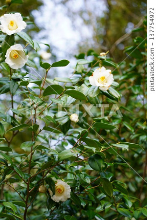 岡山城花 岡山城花 137754972