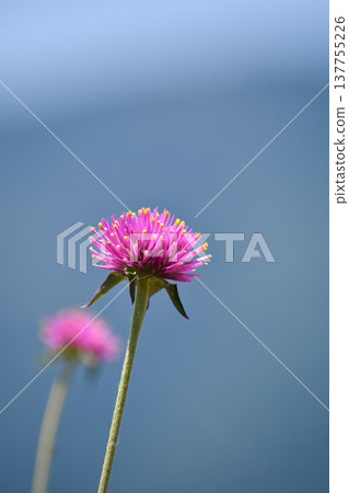 Gomphrena globosa (Fireworks) Gomphrena globosa (Fireworks) 137755226