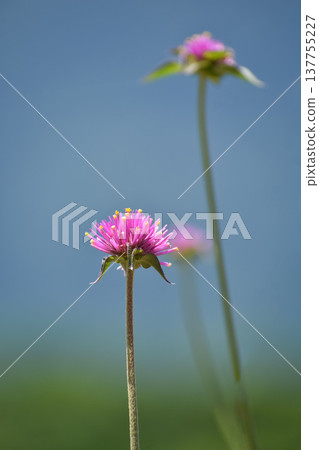 Gomphrena globosa (Fireworks) 137755227