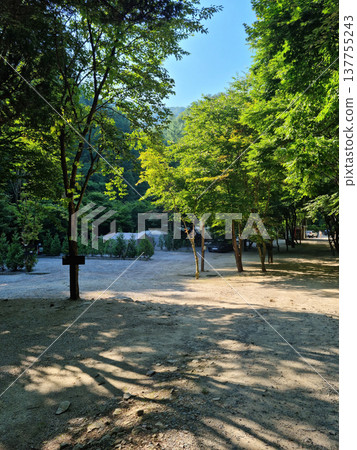 Campground scenery in the forest Campground scenery in the forest 137755243
