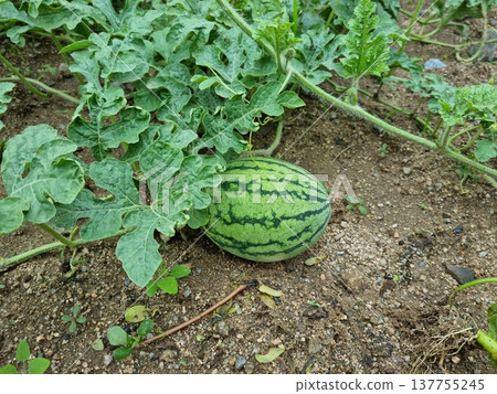 fruit, leaf, watermelon 137755245