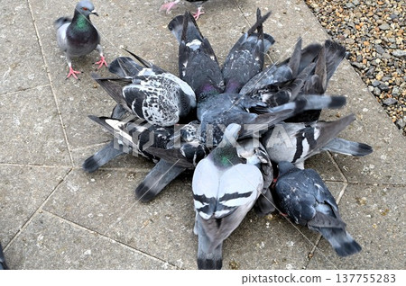 Pigeons gathering to feed 137755283