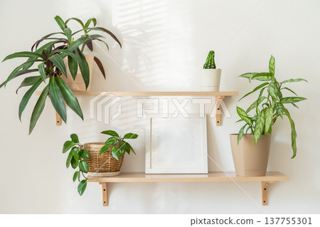 Minimalist indoor plant arrangement on wooden shelves with framed art and natural light Minimalist indoor plant arrangement on wooden shelves with framed art and natural light 137755301