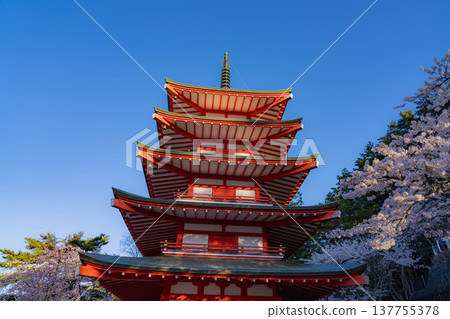 [Spring Material] Chureito Pagoda and cherry blossoms at Arakurayama Sengen Park in the morning [Yamanashi Prefecture] 137755378