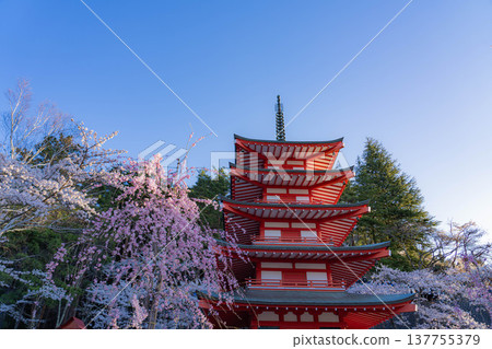 [Spring Material] Chureito Pagoda and cherry blossoms at Arakurayama Sengen Park in the morning [Yamanashi Prefecture] 137755379