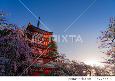 【春季素材】清晨荒倉山淺間公園的忠實塔與櫻花【山梨郡】 【春季素材】清晨荒倉山淺間公園的忠實塔與櫻花【山梨郡】 137755380