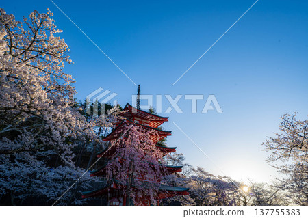 [Spring Material] Chureito Pagoda and cherry blossoms at Arakurayama Sengen Park in the morning [Yamanashi Prefecture] 137755383