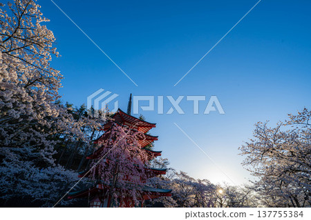 [Spring Material] Chureito Pagoda and cherry blossoms at Arakurayama Sengen Park in the morning [Yamanashi Prefecture] 137755384