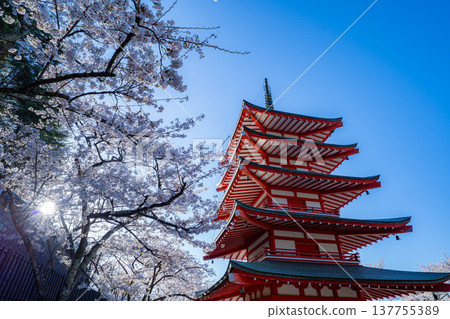 【春季素材】清晨荒倉山淺間公園的忠實塔與櫻花【山梨郡】 【春季素材】清晨荒倉山淺間公園的忠實塔與櫻花【山梨郡】 137755389