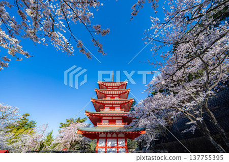 [Spring Material] Chureito Pagoda and cherry blossoms at Arakurayama Sengen Park in the morning [Yamanashi Prefecture] 137755395