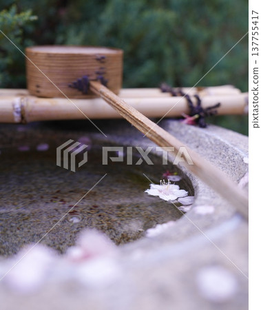 櫻花花瓣飄落到水盆中。 137755417