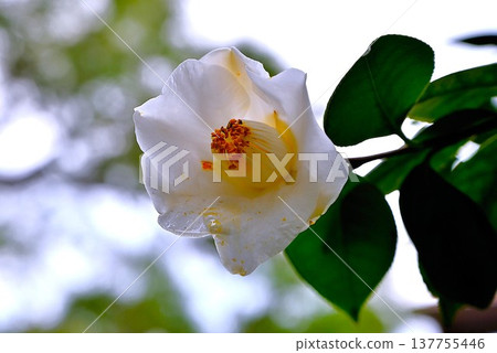 白色山茶花 白色山茶花 137755446