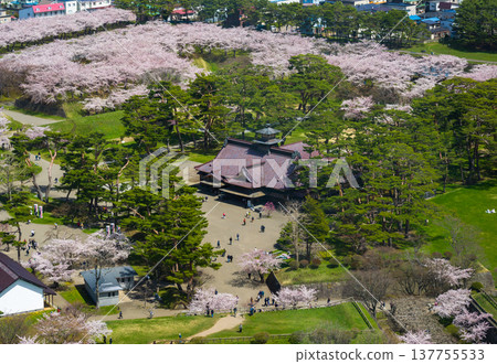 從一座坐落在松樹林中的歷史建築的觀景台上眺望，周圍環繞著盛開的櫻花（北海道函館） 137755533