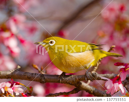 一隻繡眼鳥棲息在岡龜櫻花上。 137755551