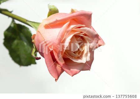 It's a pink rose in full bloom. It's a pink rose in full bloom. 137755608