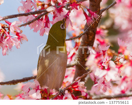 日本繡眼鳥以岡龜櫻花為食 日本繡眼鳥以岡龜櫻花為食 137755611