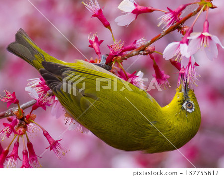 日本繡眼鳥以岡龜櫻花為食 137755612