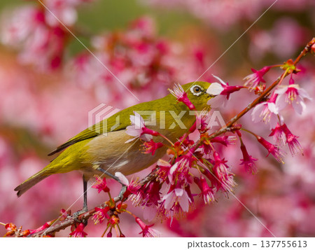 日本繡眼鳥以岡龜櫻花為食 137755613