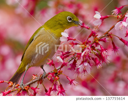 日本繡眼鳥以岡龜櫻花為食 137755614