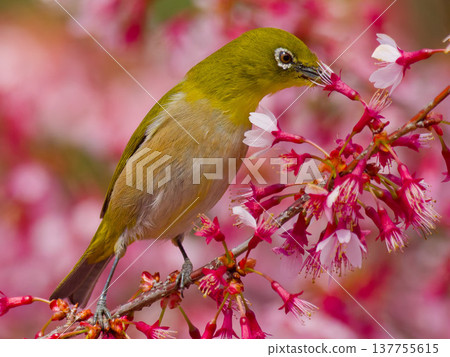 Japanese white-eye feeding on Okame cherry blossoms Japanese white-eye feeding on Okame cherry blossoms 137755615