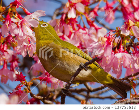 Japanese white-eye feeding on Okame cherry blossoms 137755618