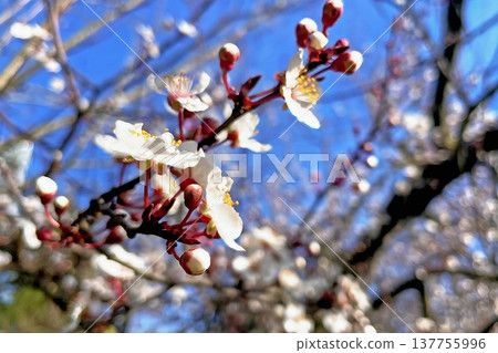 A cinematic, close-up shot of a fruit tree branch in full bloom with delicate blossoms. A cinematic, close-up shot of a fruit tree branch in full bloom with delicate blossoms. 137755996