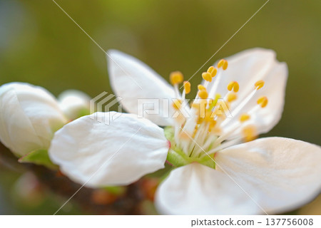 A cinematic, close-up shot of a fruit tree branch in full bloom with delicate blossoms. A cinematic, close-up shot of a fruit tree branch in full bloom with delicate blossoms. 137756008