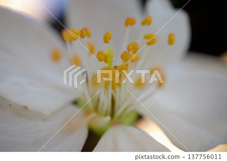A cinematic, close-up shot of a fruit tree branch in full bloom with delicate blossoms. A cinematic, close-up shot of a fruit tree branch in full bloom with delicate blossoms. 137756011