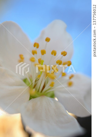 A cinematic, close-up shot of a fruit tree branch in full bloom with delicate blossoms. A cinematic, close-up shot of a fruit tree branch in full bloom with delicate blossoms. 137756012