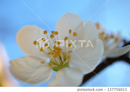 A cinematic, close-up shot of a fruit tree branch in full bloom with delicate blossoms. A cinematic, close-up shot of a fruit tree branch in full bloom with delicate blossoms. 137756013