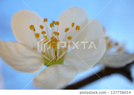 A cinematic, close-up shot of a fruit tree branch in full bloom with delicate blossoms.  137756014